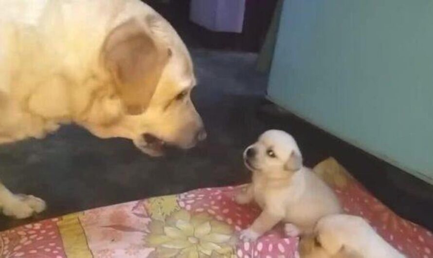 Mama Dog Scolds, Shuts Down Her Misbehaving Puppies