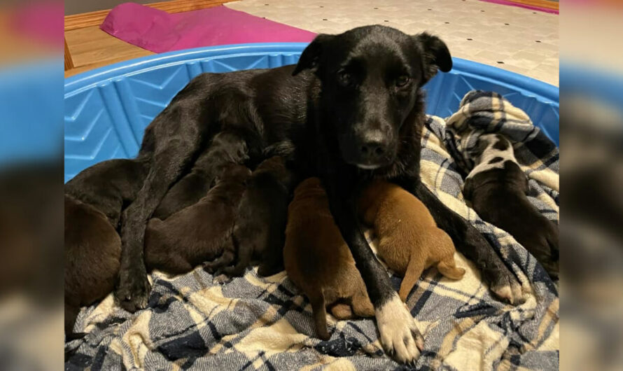 Mama Dog Who Lost Her Puppies ‘Adopts’ Orphaned Puppies