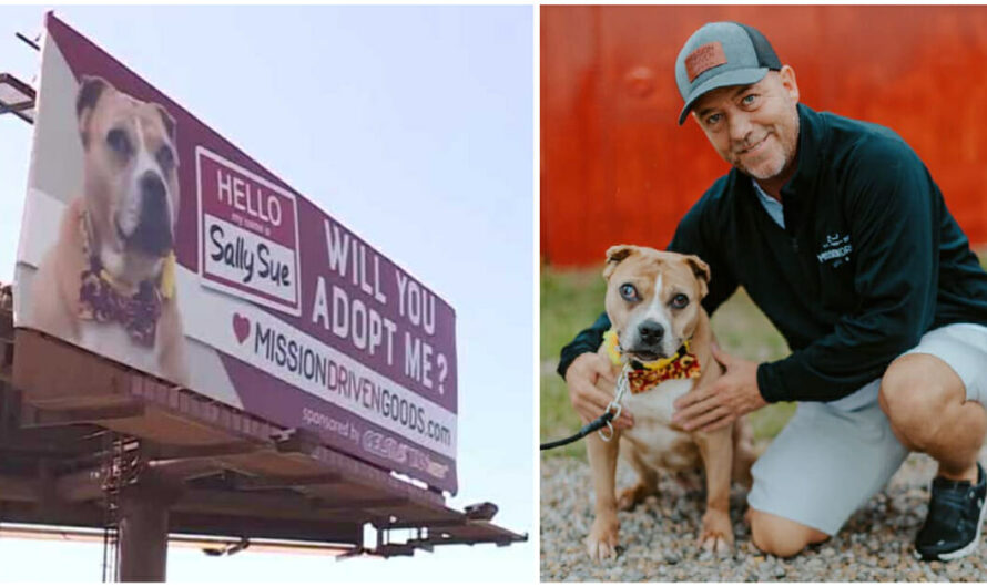 Man Buys Billboard Ads to Help Find Forever Homes for Shelter Dogs in Need