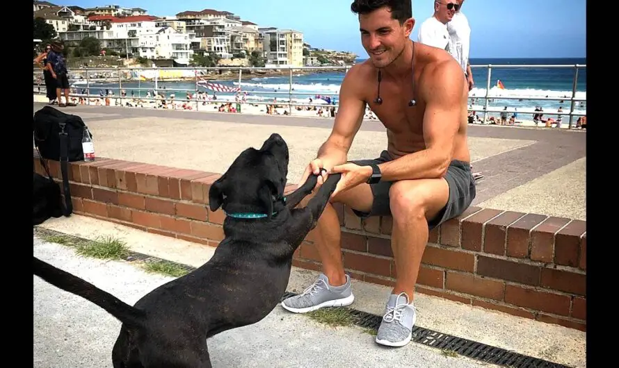 For Two Weeks, A Man Cared For A “Talking Dog,” Fell In Love With Him, And Begged To Keep Him