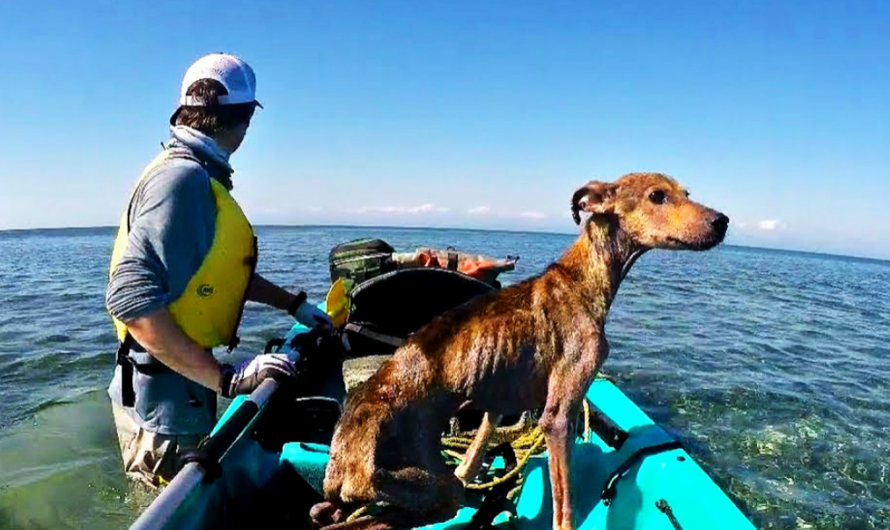 Man Rescues and Brings Home Emaciated Dog on Remote Island Near Belize