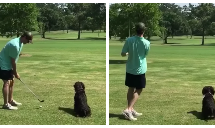 Man Took His Dog Golfing With Him And Didn’t Anticipate This Ball Hog’s Behavior