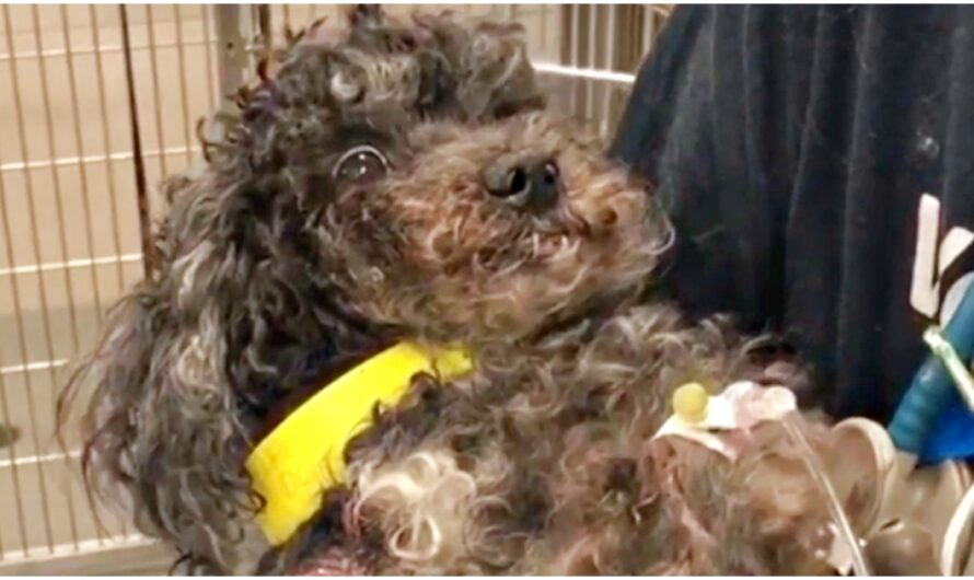 Poodle Met New Doc That Cradled Her As She’s Swept Up By Both Fear & Relief