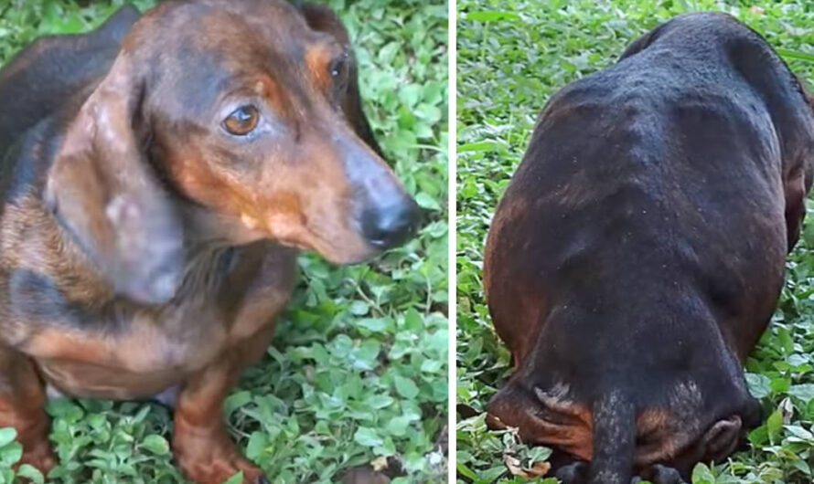 Animal lovers find pregnant dog abandoned in woods – look closer and make a horrific discovery