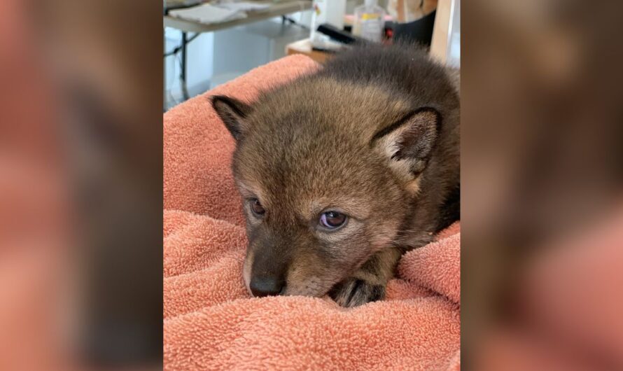 Family takes in ‘lost puppy’ from the road, only to find out he’s a coyote