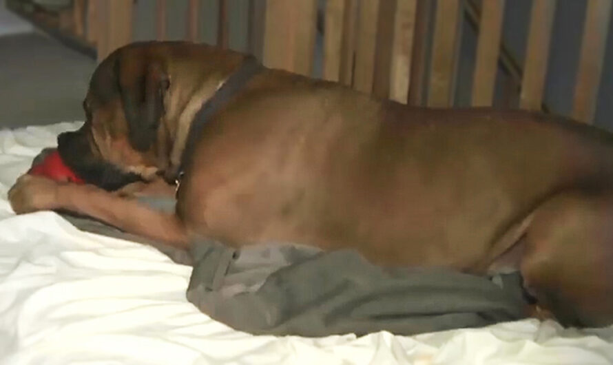 Two Women Awoke To Find Their Giant Mastiff Pinning Down A Man In Their Living Room