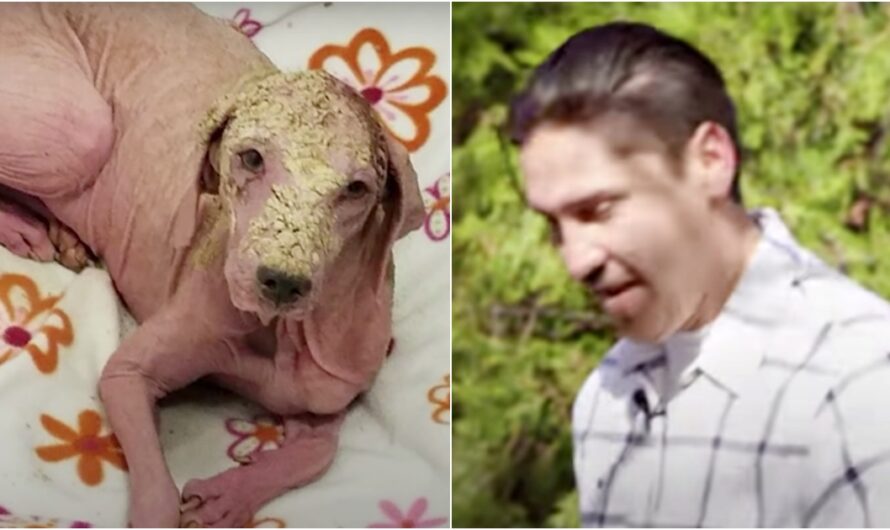 Furless Dog Has Complete Transformation After Being Found