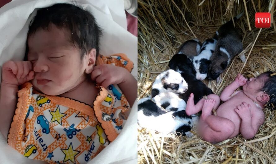 Mother Dog Saves Abandoned Newborn Girl By Cuddling With Her In The Cold