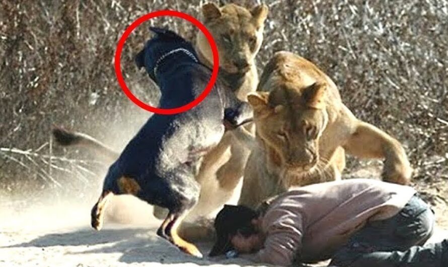 A courageous dog fearlessly faced two lions to save his owner, displaying an incredible act of heroism.