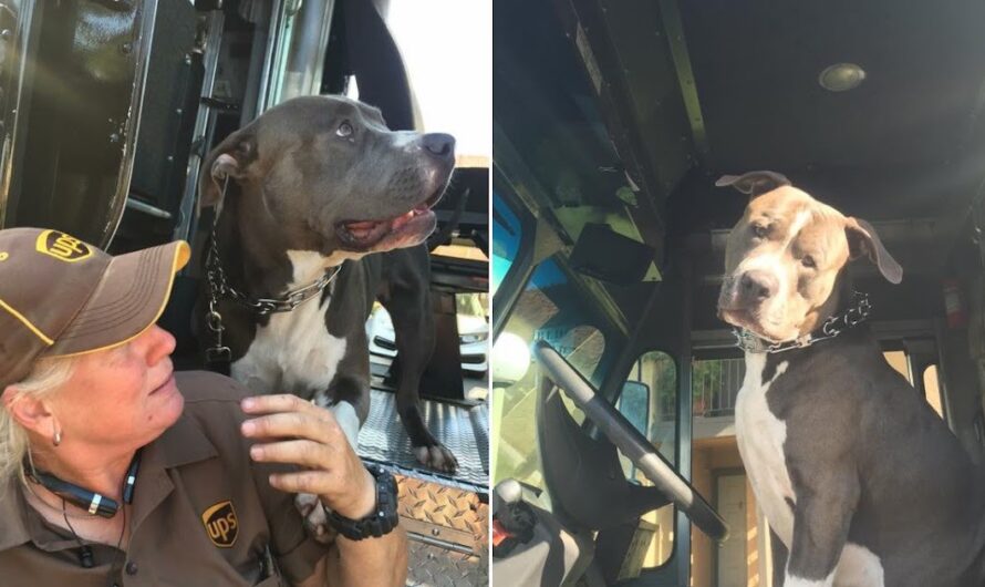 Heartwarming Connection: UPS Driver Becomes Forever Family for Pit Bull ᴀғᴛᴇʀ Owner’s Passing