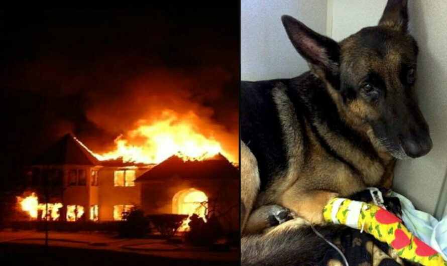 German Shepherd Hailed As Hero For Saving Children Trapped Inside a Burning Home