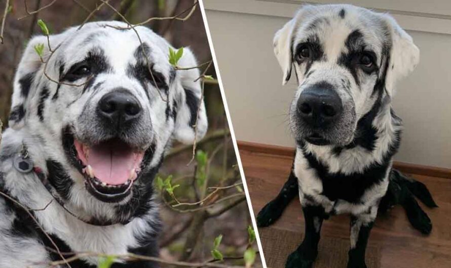 Meet Blaze, The Internet’s First Multi-Colored Labrador Retriever