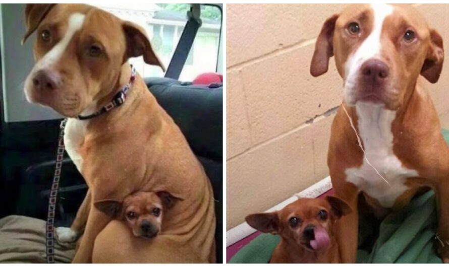 Pair Of Bonded Shelter Dogs Cry If Anyone Tries To Separate Them