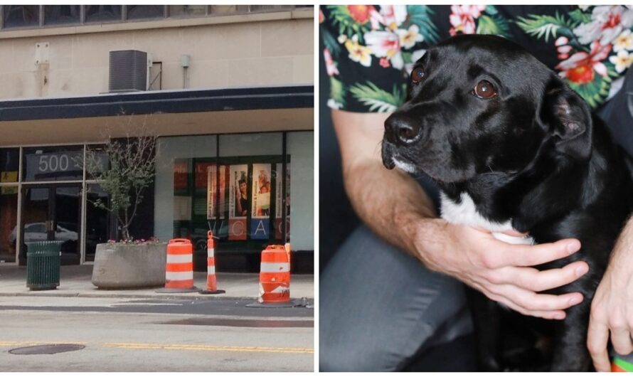 He Acted Like He Loved His Dog At The Vet Visit, But Became A Monster Outside