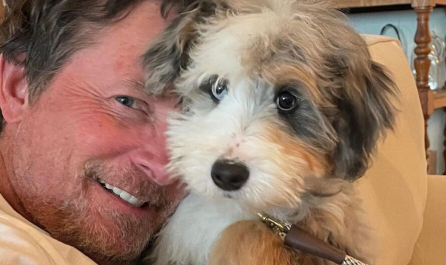 Michael J. Fox reveals new, adorable pet dog named Blue: ‘Welcome to your new home!’