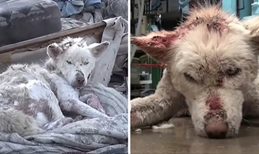 Miley the husky dog’s incredible recovery after being found dying on a pile of trash