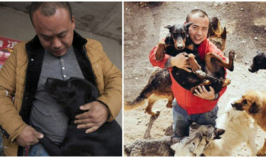 Millionaire Spent His Fortune Turning Slaughterhouse Into Dog Sanctuary To Save Thousands Of Dogs