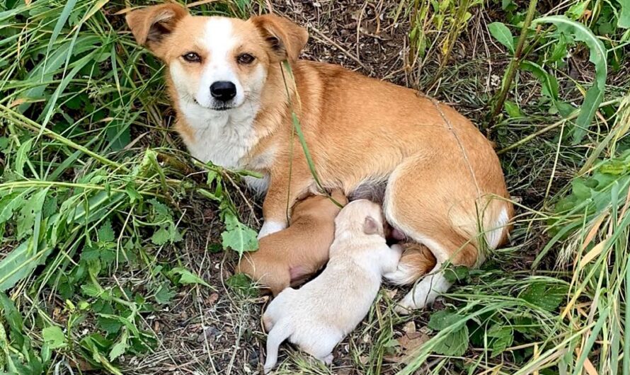 Broken-Hearted Mama Dog Waited On Roadside For Her Owners To Come Back For Her