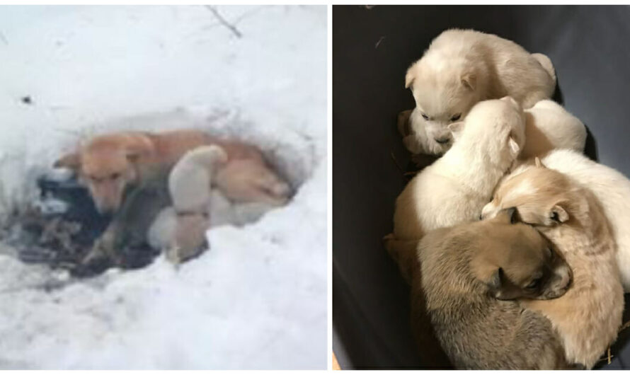 Mama Dog Gives Birth To 6 Puppies in Snowbank, Burrows Hole & Curls Up w/ Them to Keep Them Alive