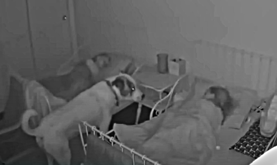 Protective Dog Makes Sure Kids Are in Bed & Asleep Every Night