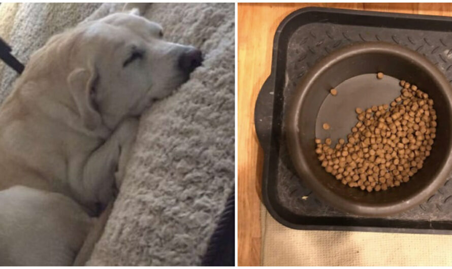 Mourning Dog Whose Best Friend Died Still Leaves Half The Food In The Bowl For Him