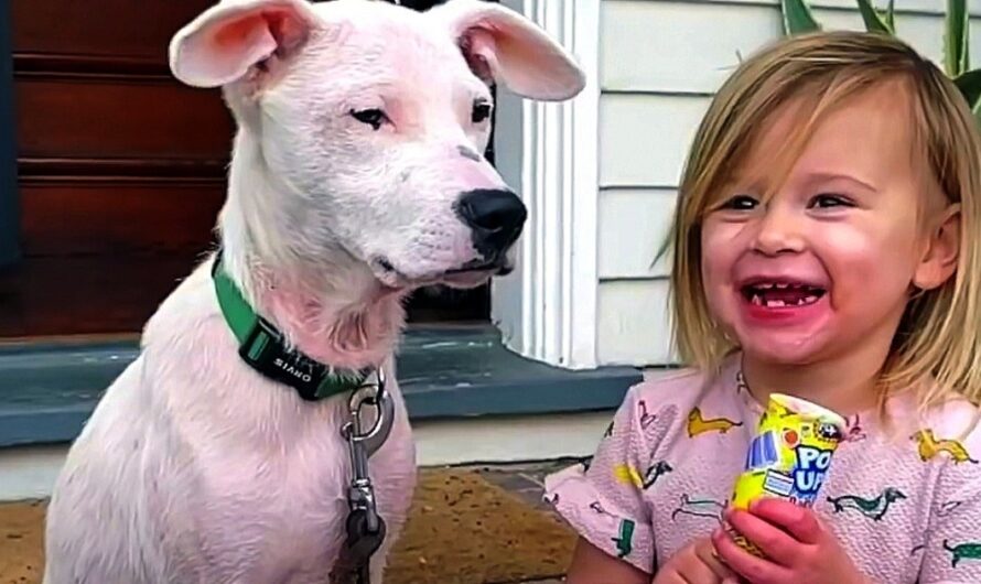 2-Year-Old Girl Gets Attached To Deaf Homeless Puppy And Begs Mom To Adopt Him