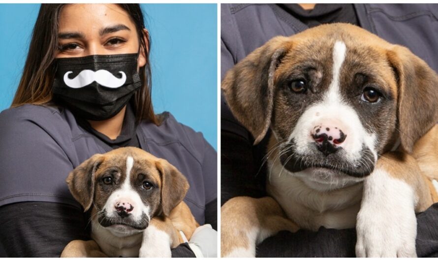 Monster Dumps 9-Week-Old Boxer Mix With Prominent Mustache On Side Of Road