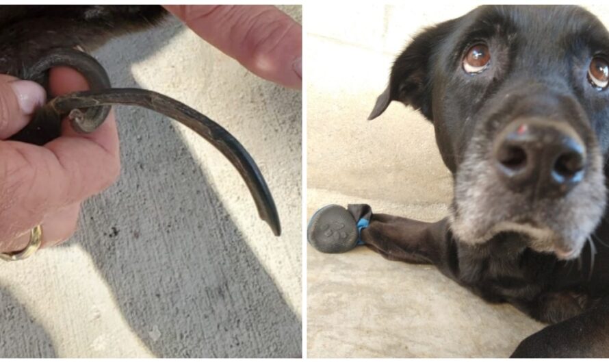 Older Dog Cries In Pain From Walking On “Longest Nails Our Staff Has Ever Seen”