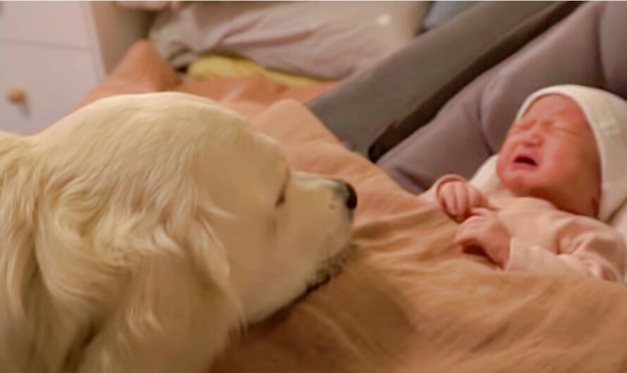 New Baby Let Out Sad Scream, Confused Dog Drew Closer In & Mom Gulped