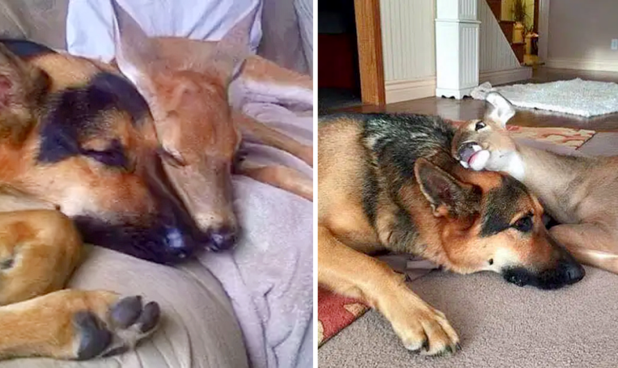 Loyal German Shepherd steps up to be protector of orphaned baby deer