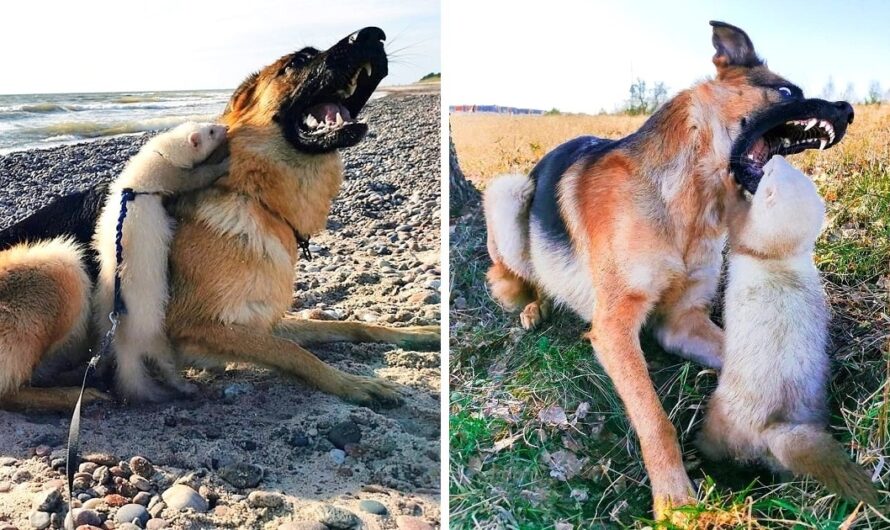 Woman Hoped Big Dog & Ferret Would Become Friends, But The Dog Opened Her Mouth