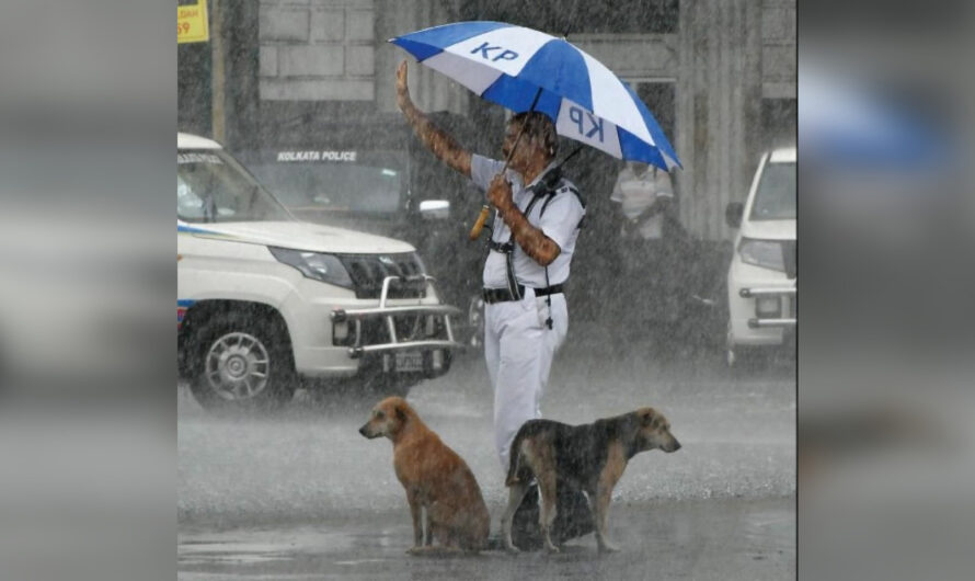 Heartwarming Photo of Officer Sheltering Street Dogs From Heavy Rain Wins Internet’s Heart