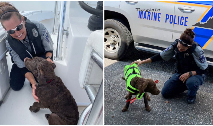 Marine Police Officers See Dog’s Nose Sticking Out of Water, Rescues Puppy Swept Away from Beach