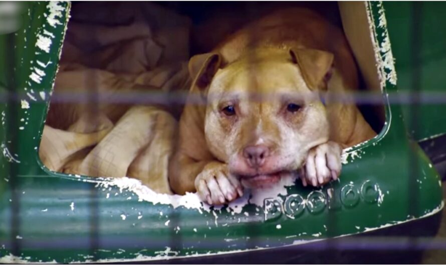 Old Dog That Nobody Wants, Laying In Kennel With Her Body Giving Out