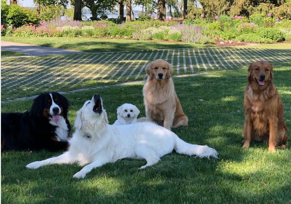 oliver with other dogs