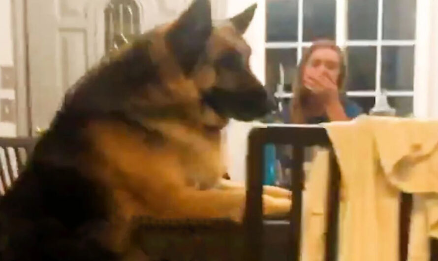 150-Pound German Shepherd Loses 50 Pounds