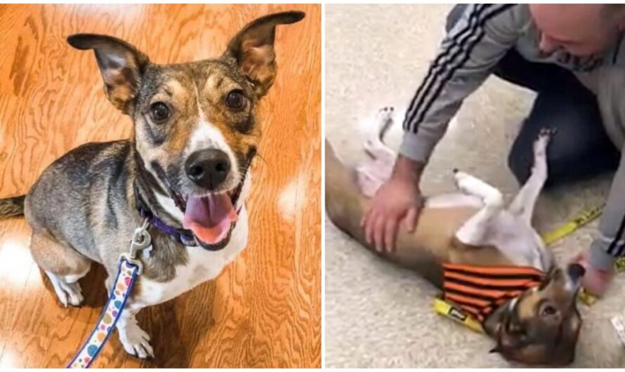 Man Went To Pet Adoption Event And Ended Up Finding His Long-Lost Best Friend