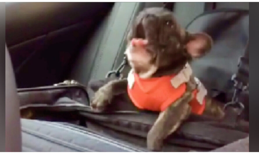 The Owner Decided To Place The French Bulldog In The Car Seat And Dog Have The Biggest Temper Tantrum After