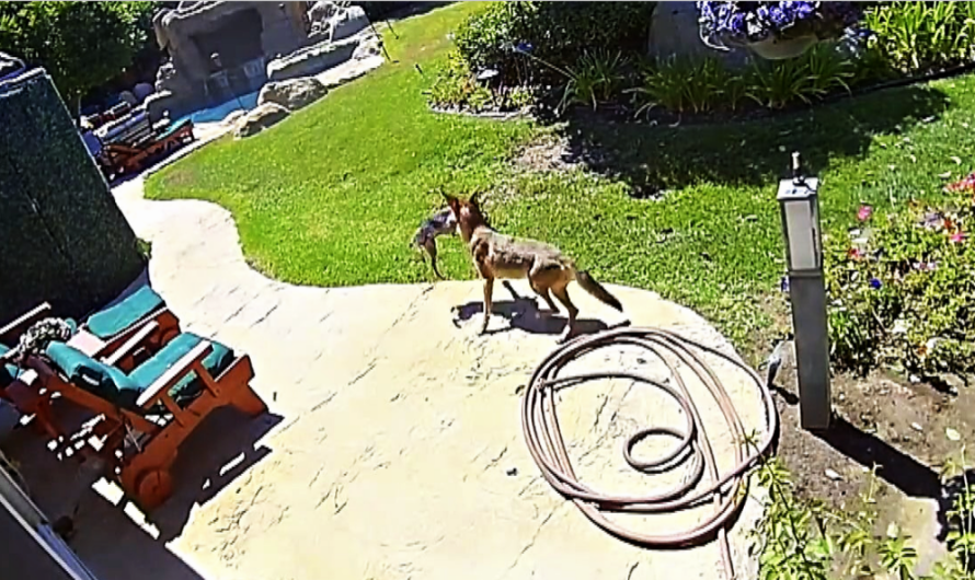 Family Saves Their Dog From Coyote’s Jaws At The Very Last Minute