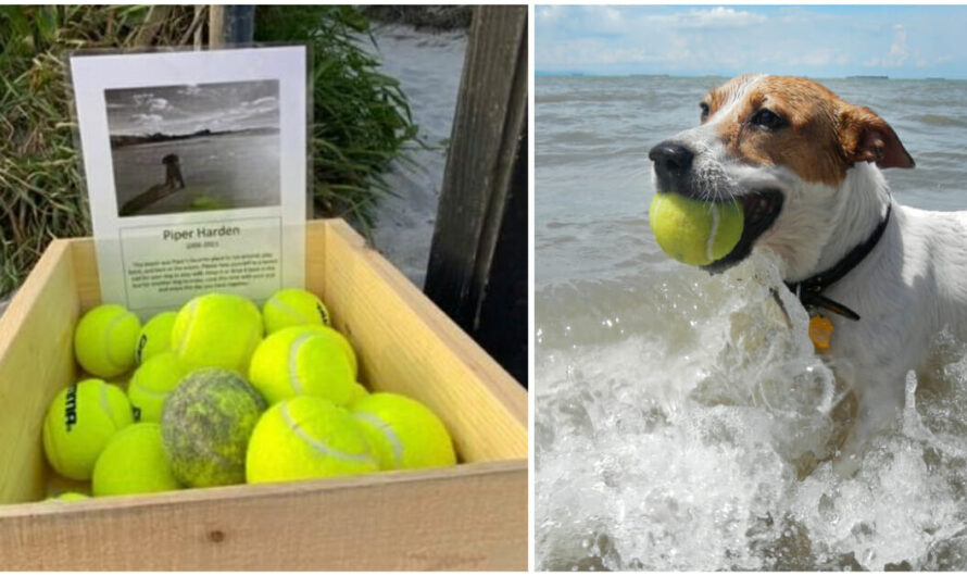 Dog Owner Sets Up Free Tennis Ball Stand As Tribute To Late Dog On Her Favorite Beach