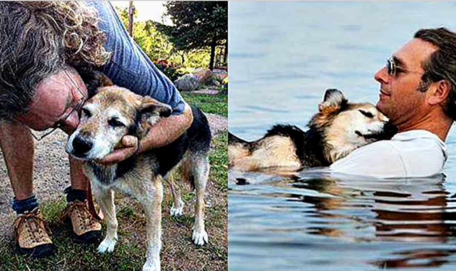 Owner Took 20 Years Old Paralyzed Dog Swimming Until He Fell Asleep In His Arms