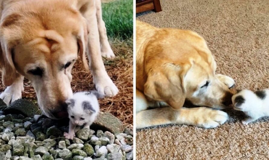 Dog Finds Orphaned Kitten Crying All Alone On Farm & Refuses To Leave Her Side