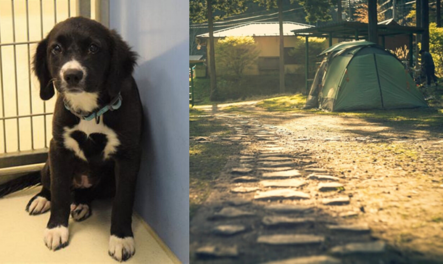 Oklahoma Family Waits Outside Shelter for 27 Hours to Adopt Dog With a Heart on Her Chest