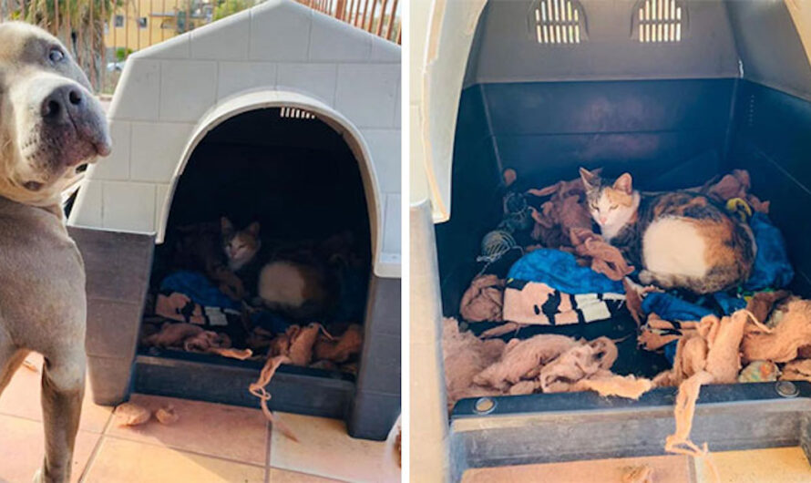 Sweet Pit Bull Allows Pregnant Stray Cat Inside His Doghouse To Give Birth