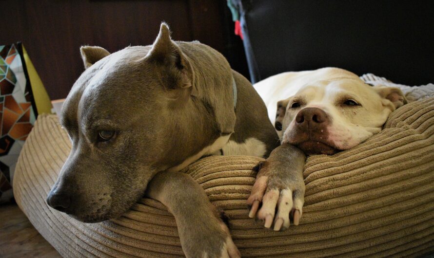 Pit Bull Dogs Are Friends, Not Foes