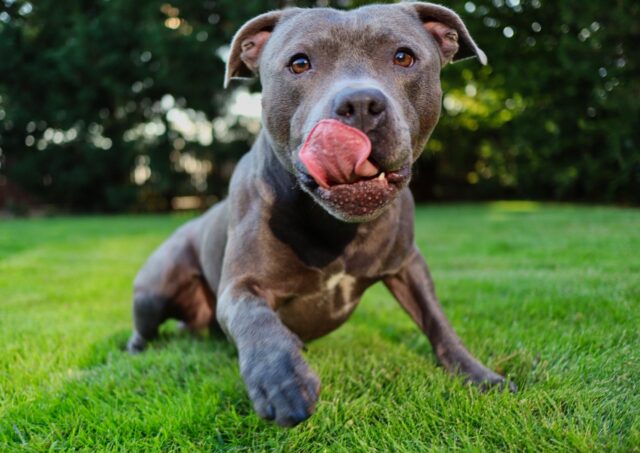 pit bull terrier