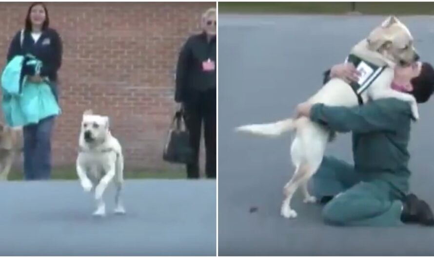 Soldier’s Service Dog Joyfully Reunited With The Inmate Who Trained Him