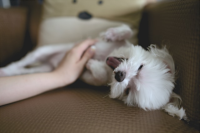 playing with dog on sofa