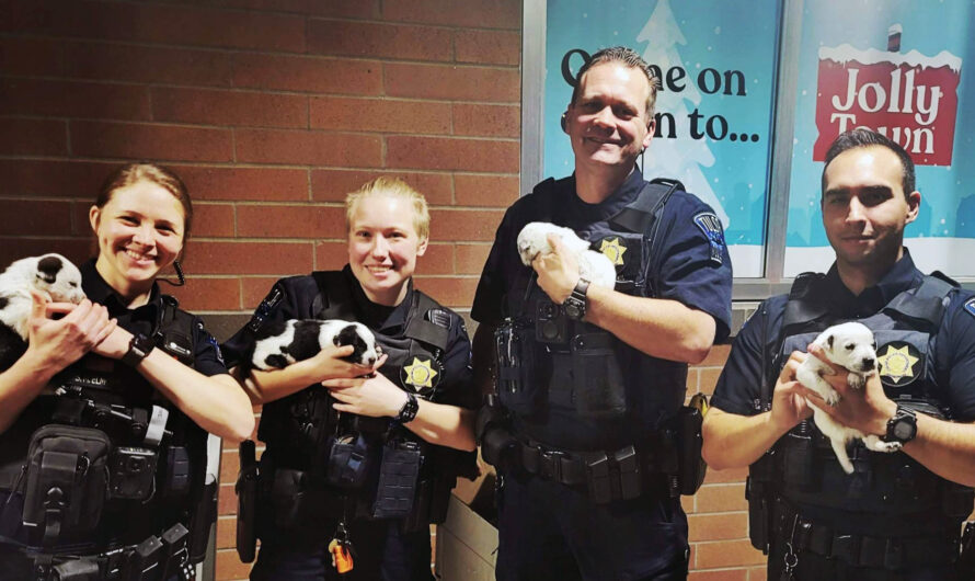 Puppies left in zipped-up bag get adopted by police officers who rescued them