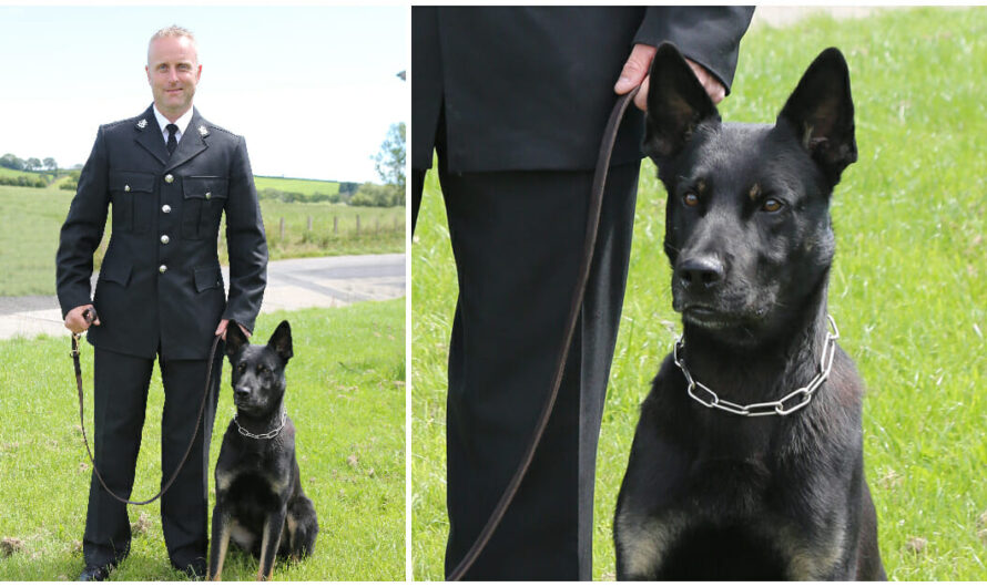 Police K9 Tracks Down Missing Mother And Baby On His First Day On The Job